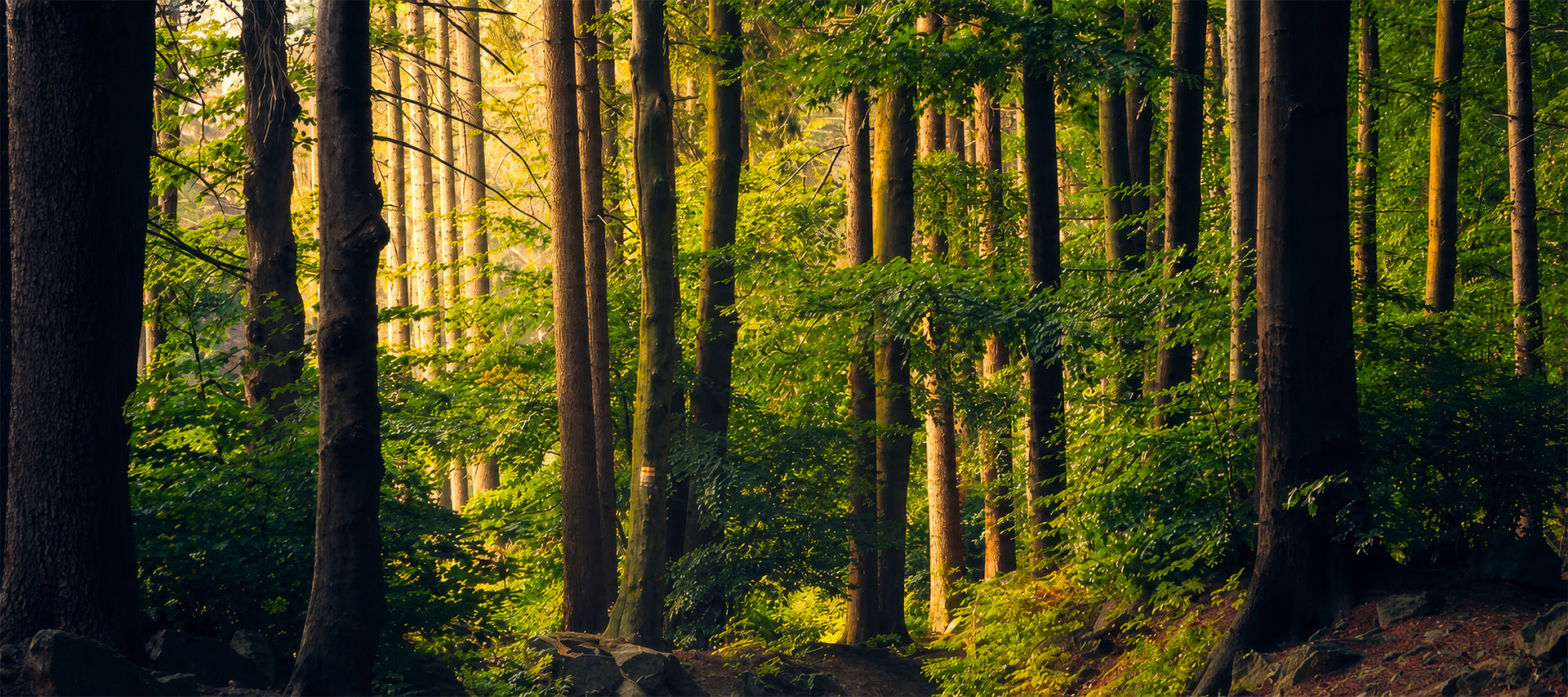 Bosco illuminato dal sole: l'impegno di Ciao Cucine per l'ambiente